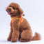 PawStar A31-Poodle Airmesh - 2XS