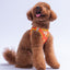 PawStar A31-Poodle Airmesh - L