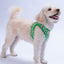 PawStar A33-Frog Airmesh - M