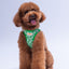 PawStar A33-Frog Airmesh - S