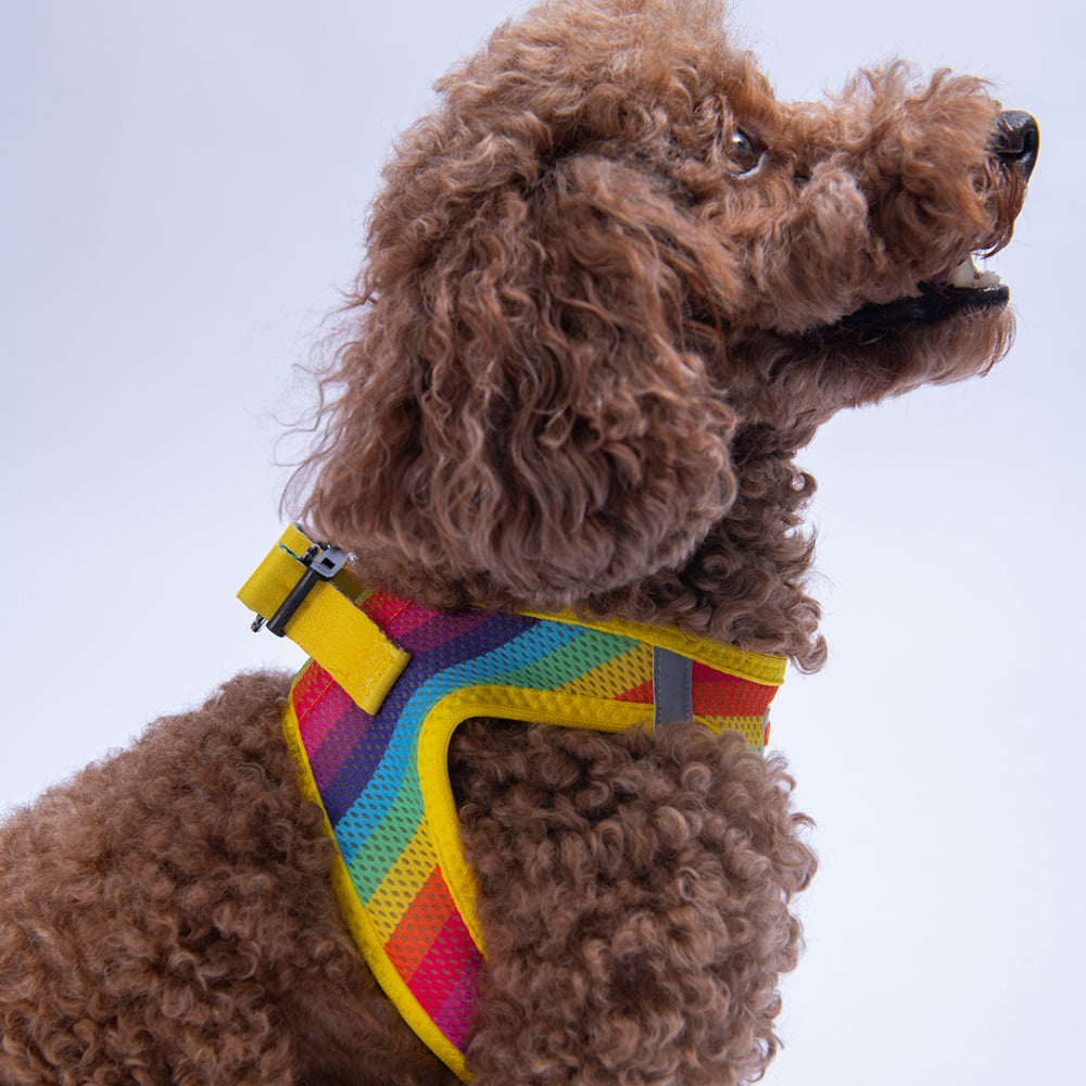 PawStar A34-Rainbow Airmesh - L