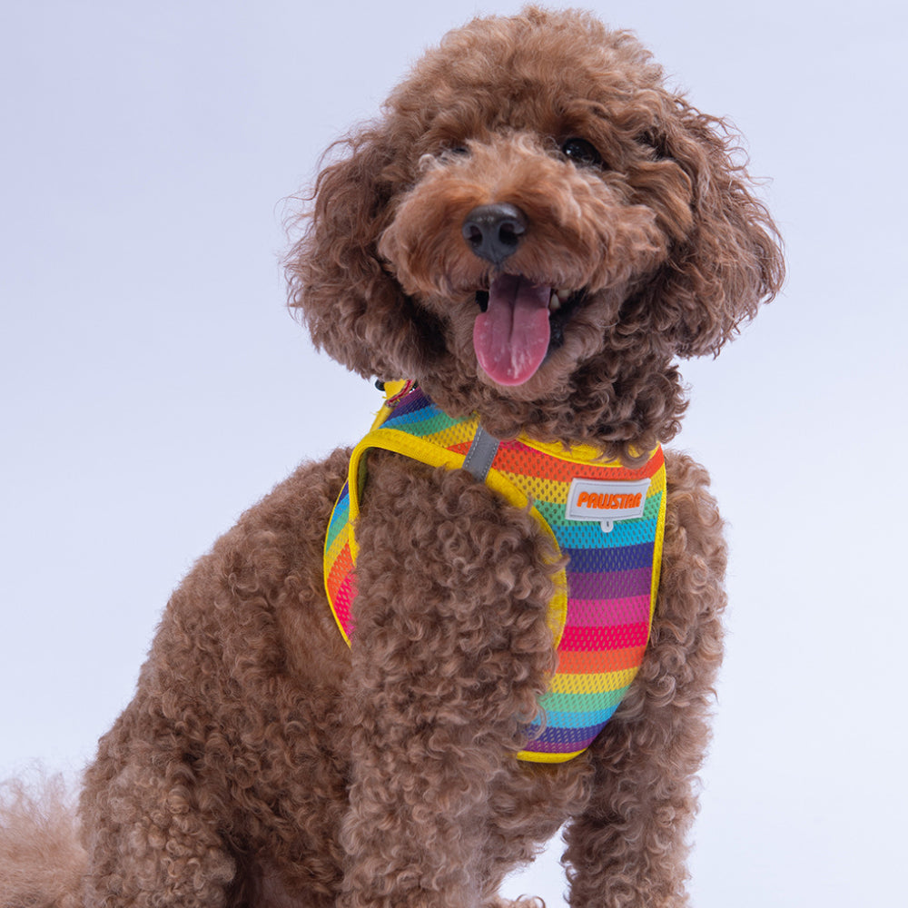 PawStar A34-Rainbow Airmesh - M