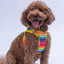 PawStar A34-Rainbow Airmesh - XL