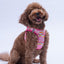 PawStar A35-Daisy Airmesh - 2XS