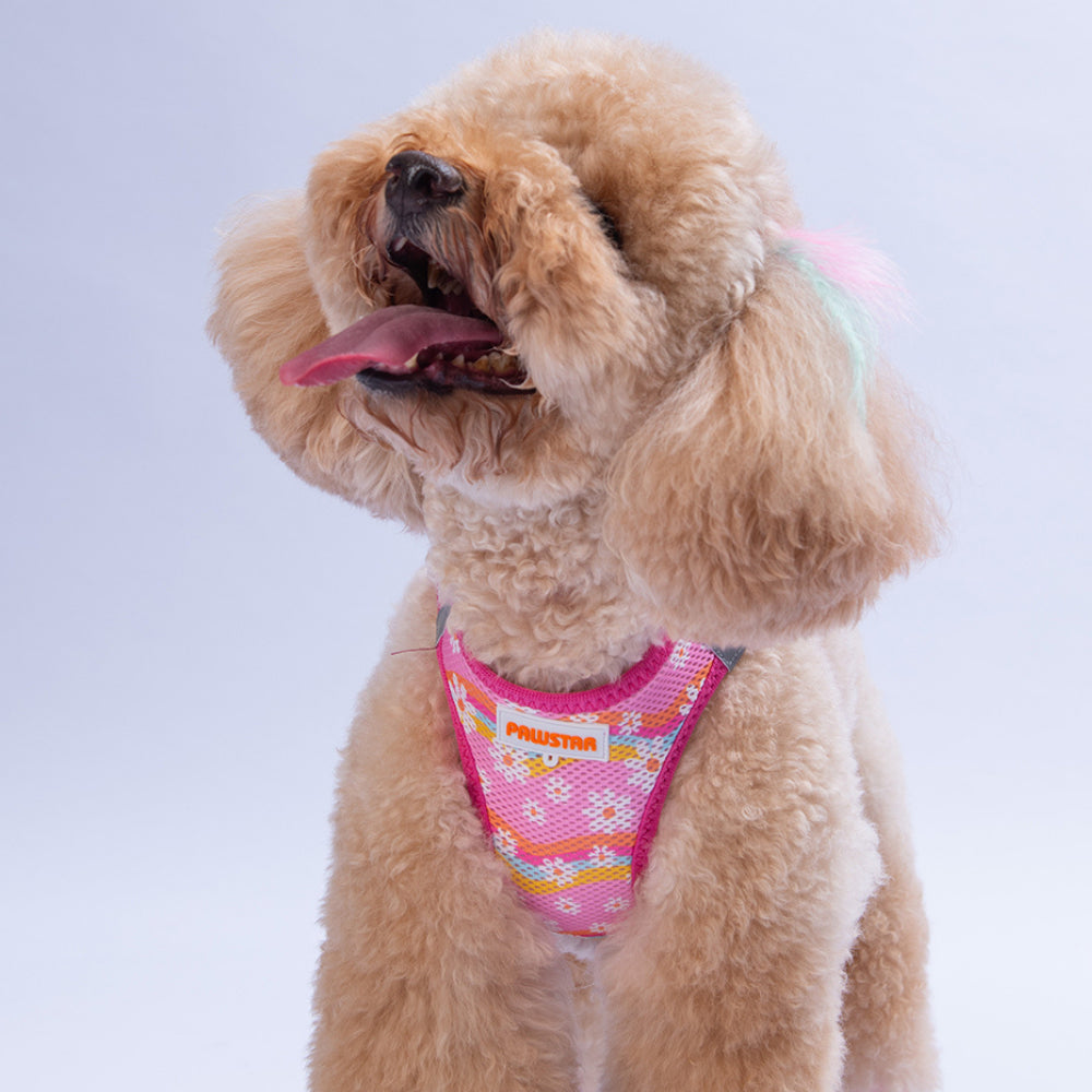 PawStar A35-Daisy Airmesh - S