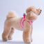 PawStar A35-Daisy Airmesh - S