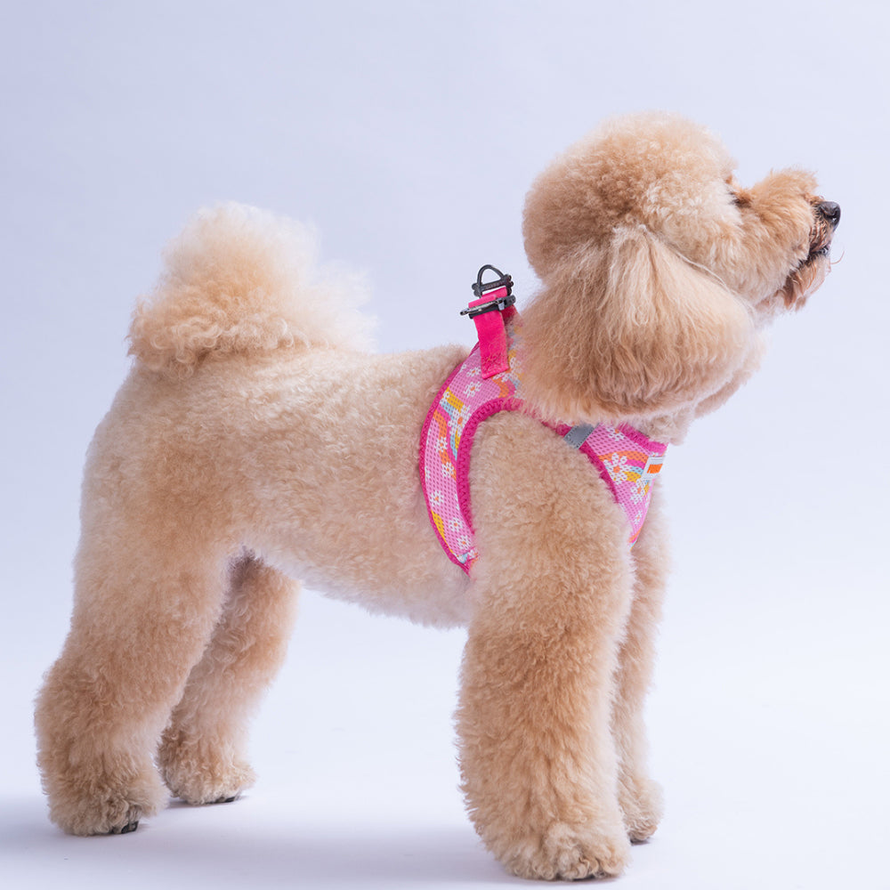 PawStar A35-Daisy Airmesh - S