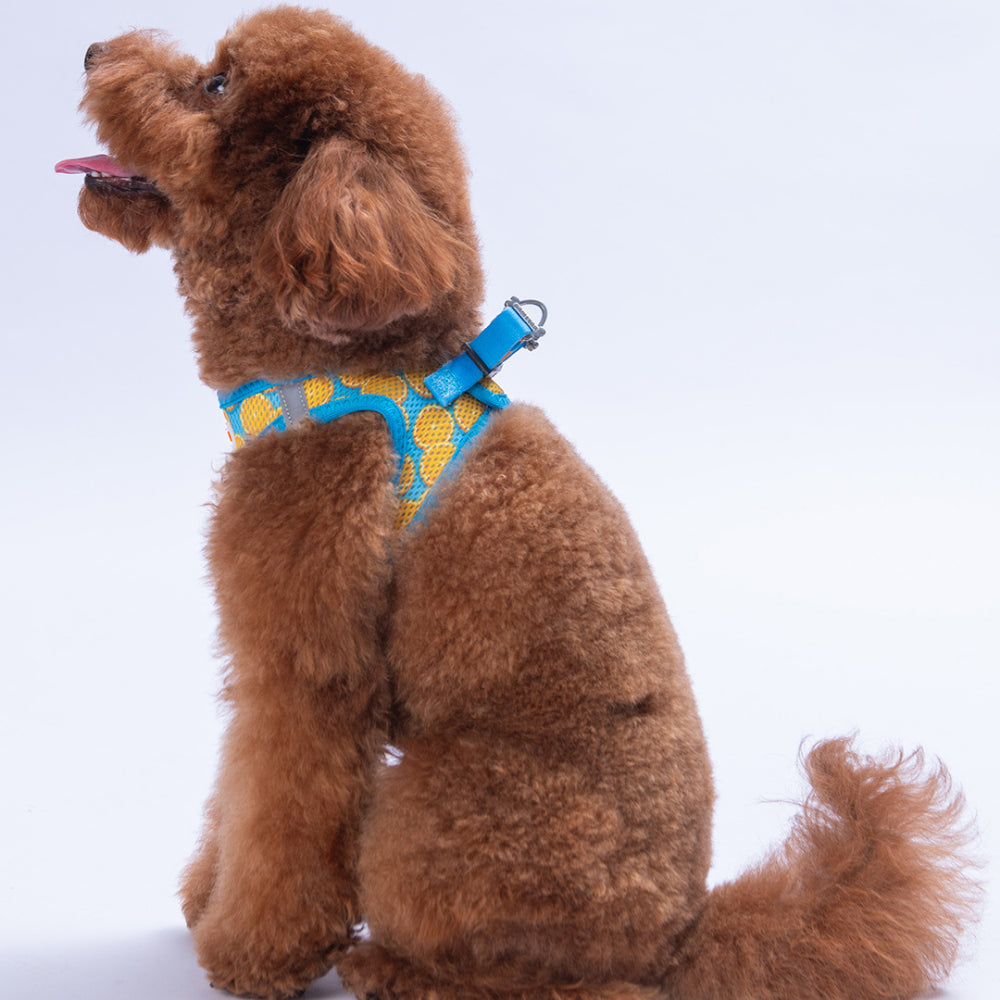 PawStar A37-Citrus Airmesh - 2XS