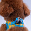 PawStar A37-Citrus Airmesh - M