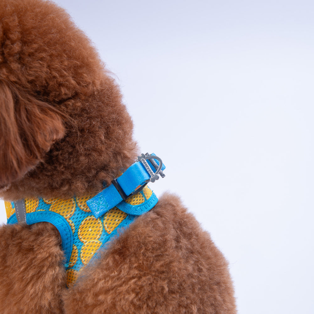PawStar A37-Citrus Airmesh - M