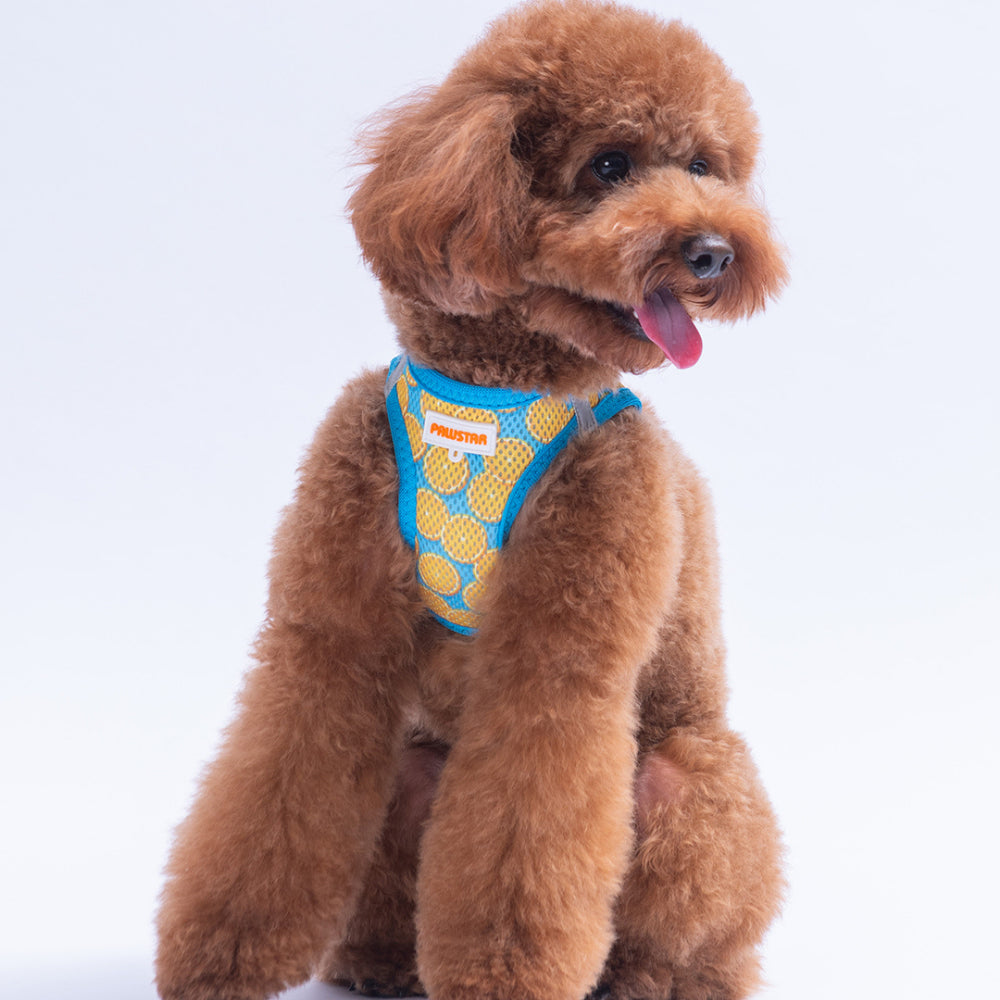 PawStar A37-Citrus Airmesh - S