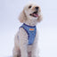 PawStar A38-Charm Airmesh - L