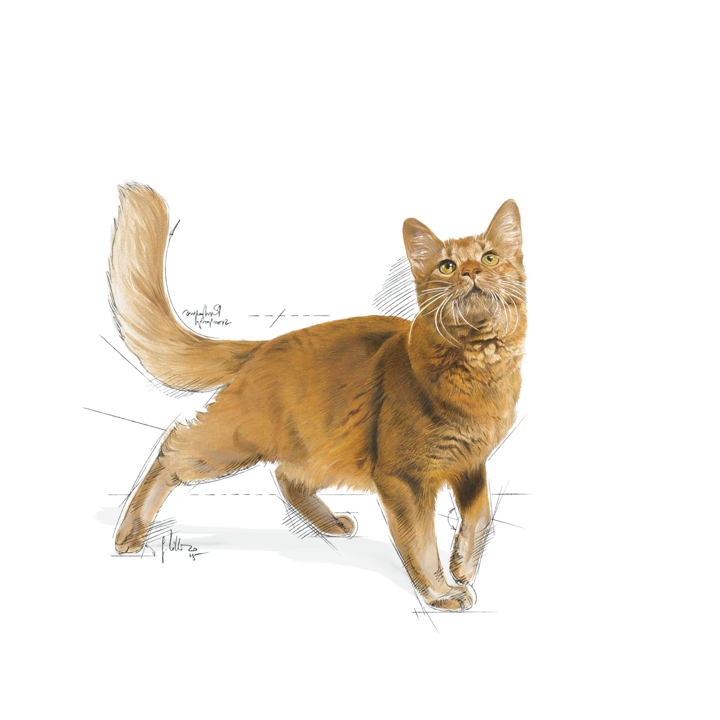 Royal Canin Fit 32 2 Kg Yetişkin Kuru Kedi Maması