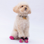 PawStar Rosea Camouflage Köpek Ayakkabısı Size:1