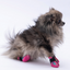 PawStar Rosea Camouflage Köpek Ayakkabısı Size:1