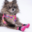 PawStar Rosea Camouflage Köpek Ayakkabısı Size:1