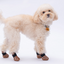 PawStar Bears Köpek Ayakkabısı Size:6