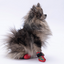 PawStar Ducks Köpek Ayakkabısı Size:1