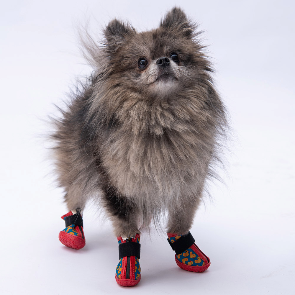 PawStar Ducks Köpek Ayakkabısı Size:3