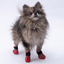 PawStar Ducks Köpek Ayakkabısı Size:4
