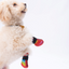 PawStar Peru Köpek Ayakkabısı Size:1