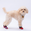 PawStar Peru Köpek Ayakkabısı Size:4