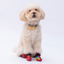 PawStar Peru Köpek Ayakkabısı Size:6