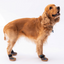 PawStar Ferrara Köpek Ayakkabısı Size:1