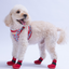 PawStar Kırmızı Airmesh Köpek Ayakkabısı Size:1