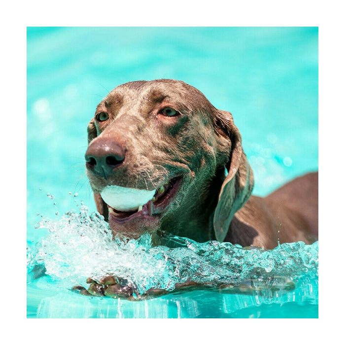 GiGwi Köpek Oyun Topu L 8516