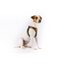 Curli Apple Leather Leash Black S