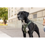 Curli Vario Comfort Leash Ruby S