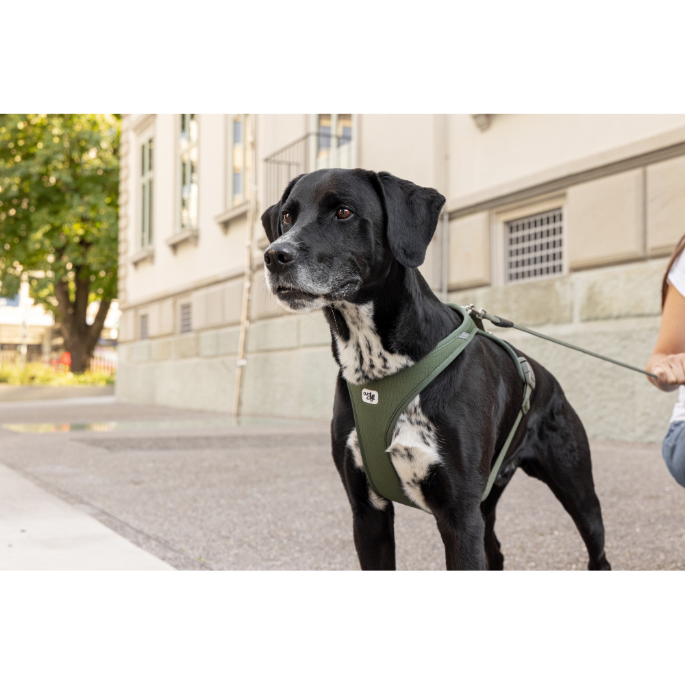 Curli Vario Comfort Leash Ruby S