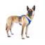 Curli Alpıne Belka Harness Gray 2XL