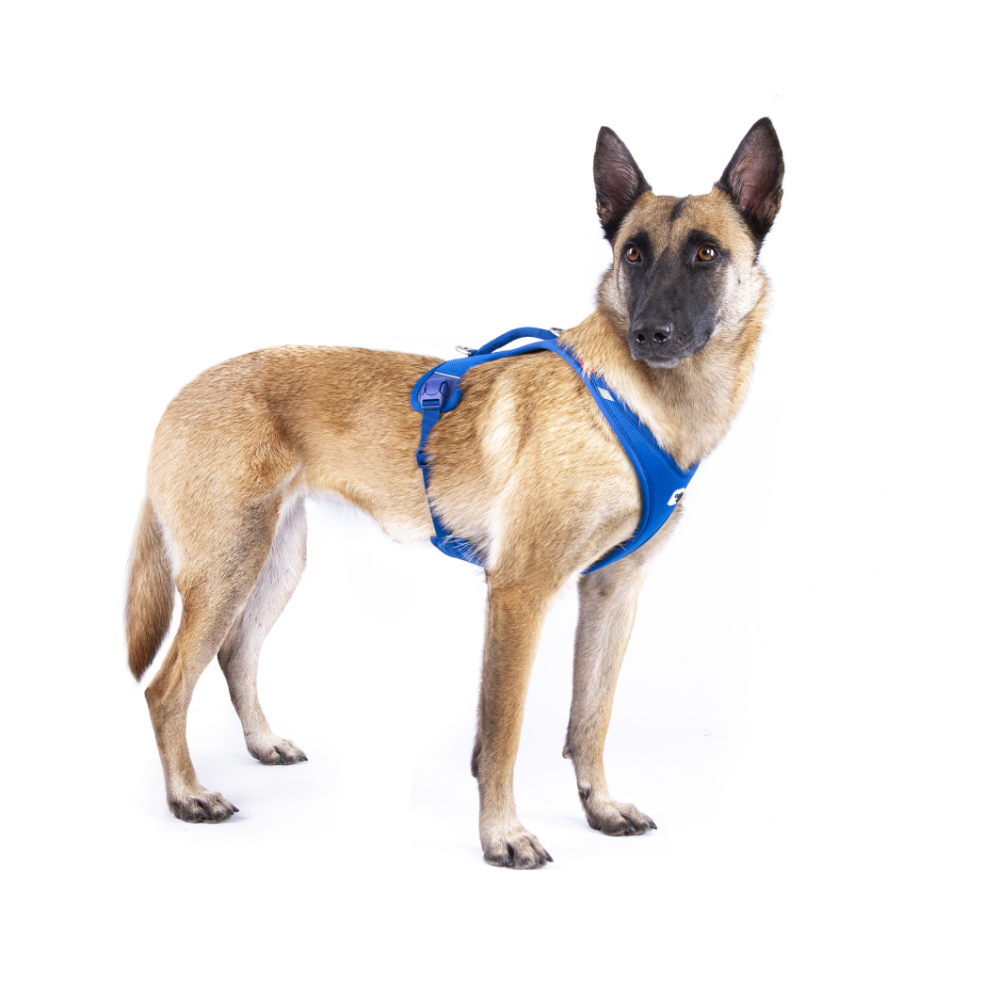 Curli Alpıne Belka Harness Gray 2XL