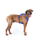 Curli Alpıne Belka Harness Gray 3XL