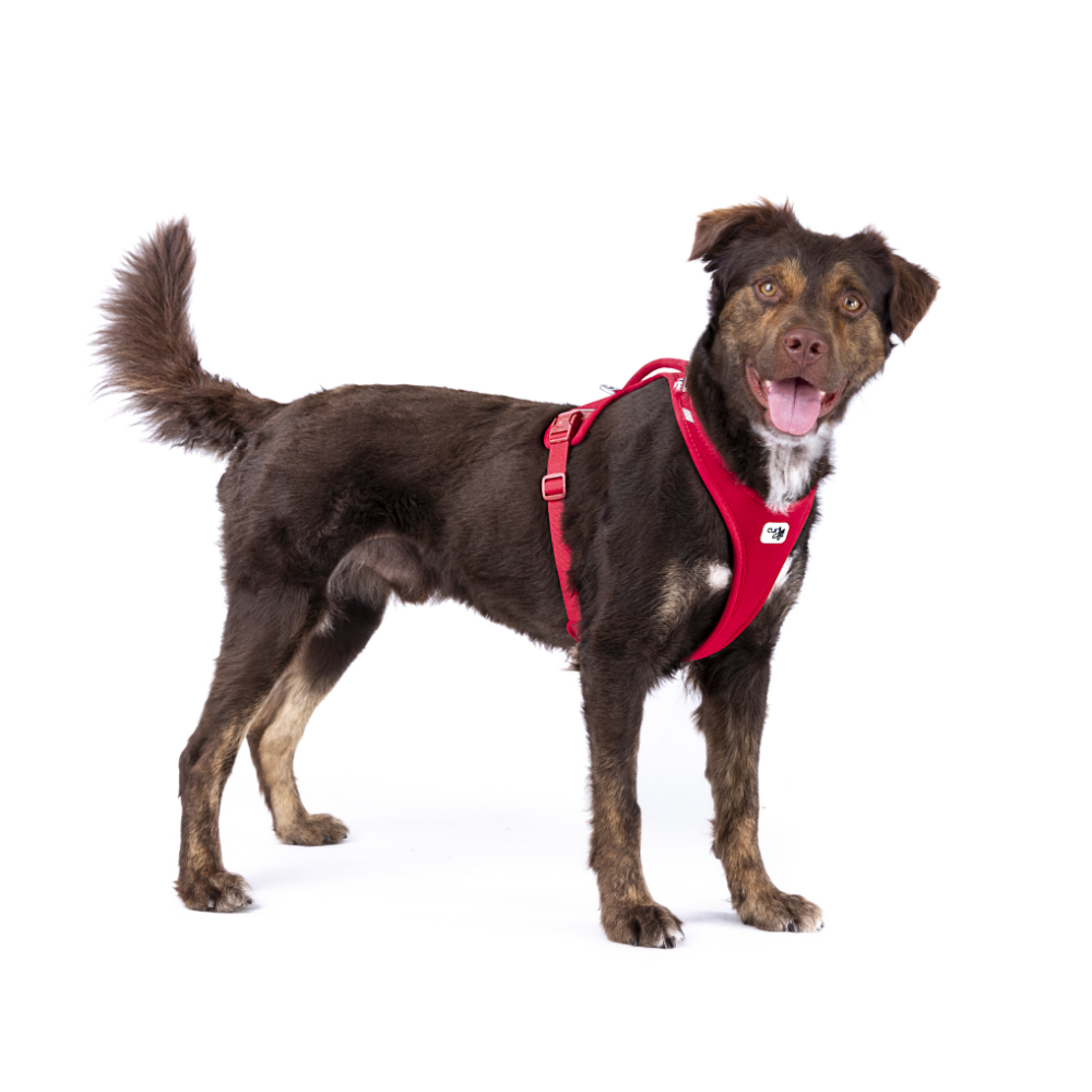 Curli Alpıne Belka Harness Gray 4XL