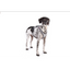 Curli Glow Belka Harness Gray XL
