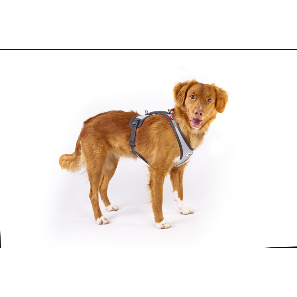 Curli Glow Belka Harness Gray XL