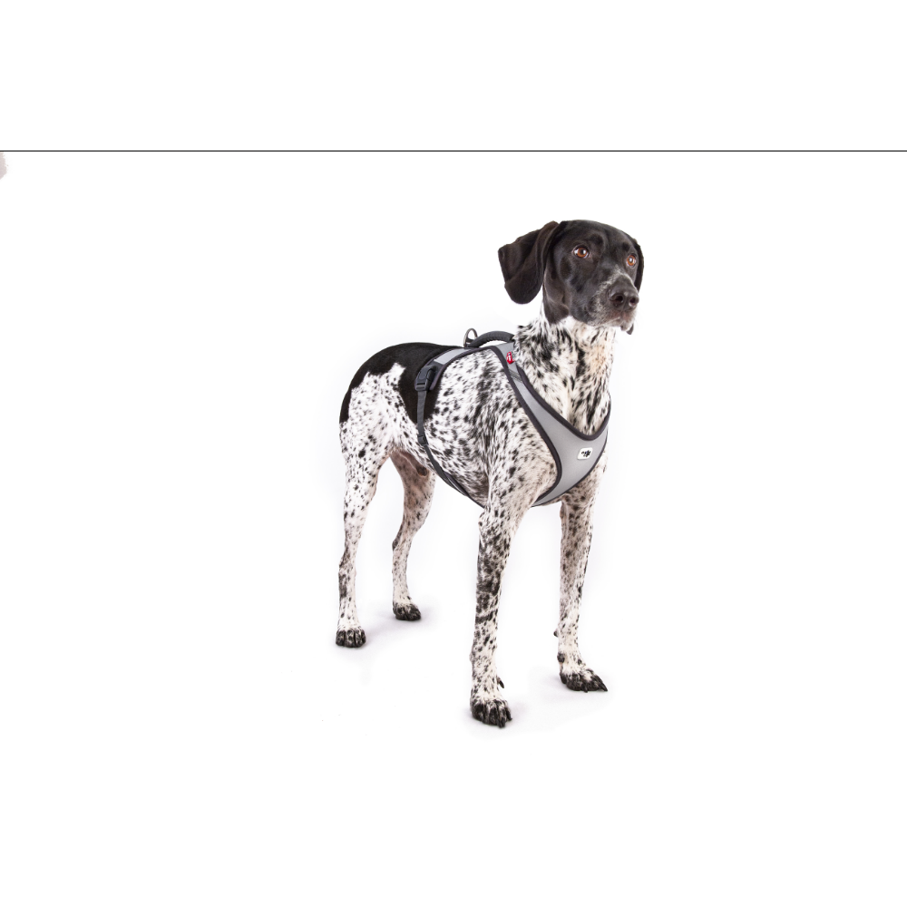 Curli Glow Belka Harness Gray 2XL