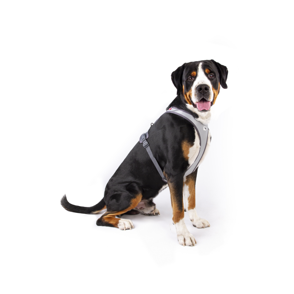 Curli Glow Belka Harness Gray 3XL