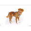 Curli Glow Belka Harness Gray 4XL