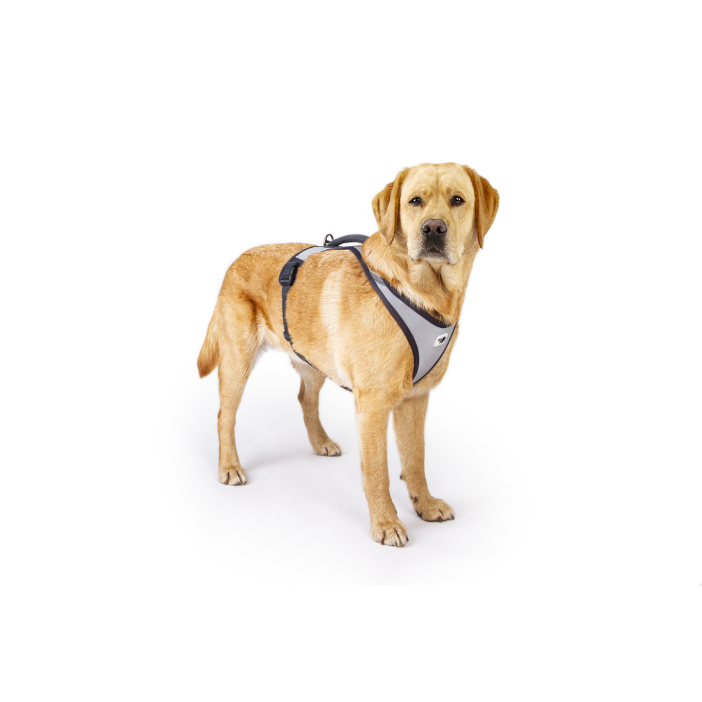 Curli Glow Belka Harness Gray 4XL