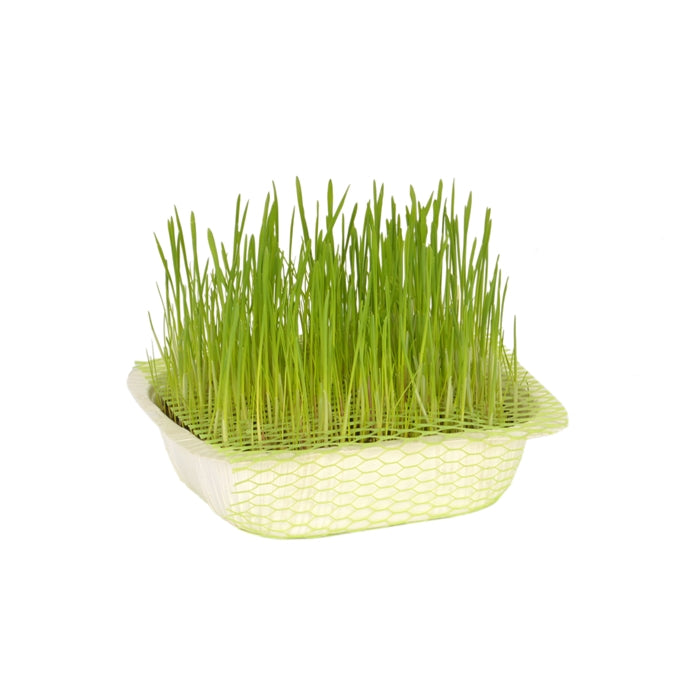 Quik Doğal Kedi Çimi Fileli