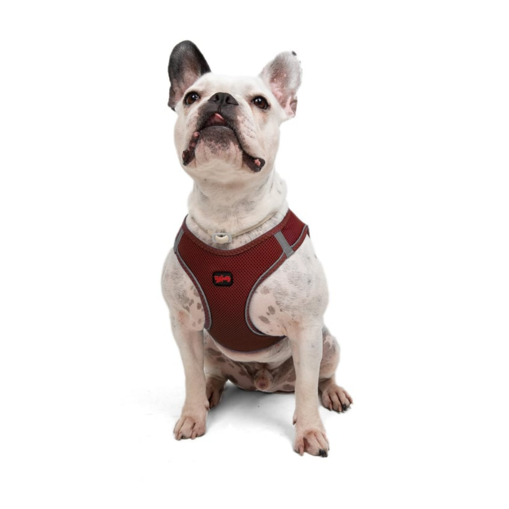 Tailpetz Airmesh Harness Claret Köpek Göğüs Tasması L