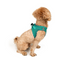 TailPetz Airmesh Emerald Köpek Göğüs Tasması 2XS