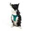 TailPetz Airmesh Emerald Köpek Göğüs Tasması XL