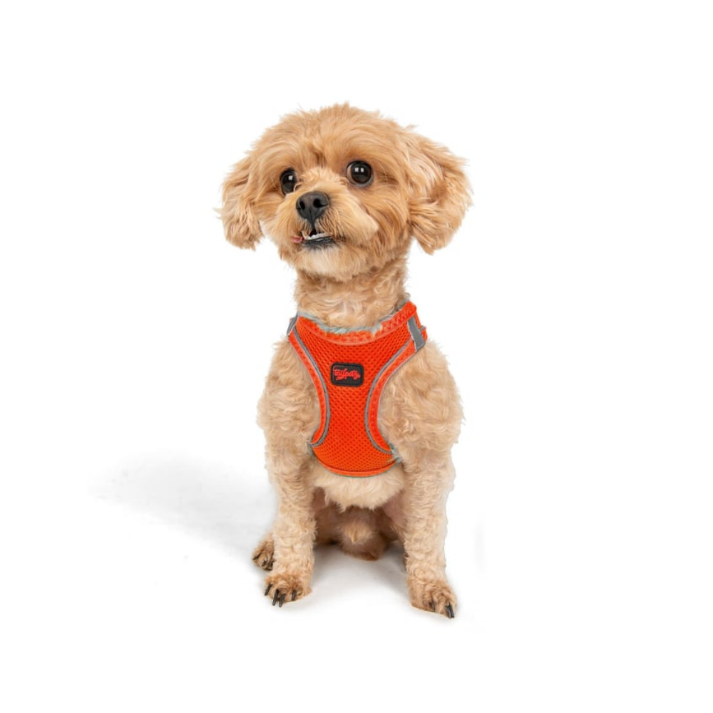 TailPetz Airmesh Neo Orange Köpek Göğüs Tasması 3XS