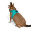 TailPetz Airmesh Ocean Köpek Göğüs Tasması 2XS
