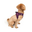 TailPetz Airmesh Purple Köpek Göğüs Tasması 2XS